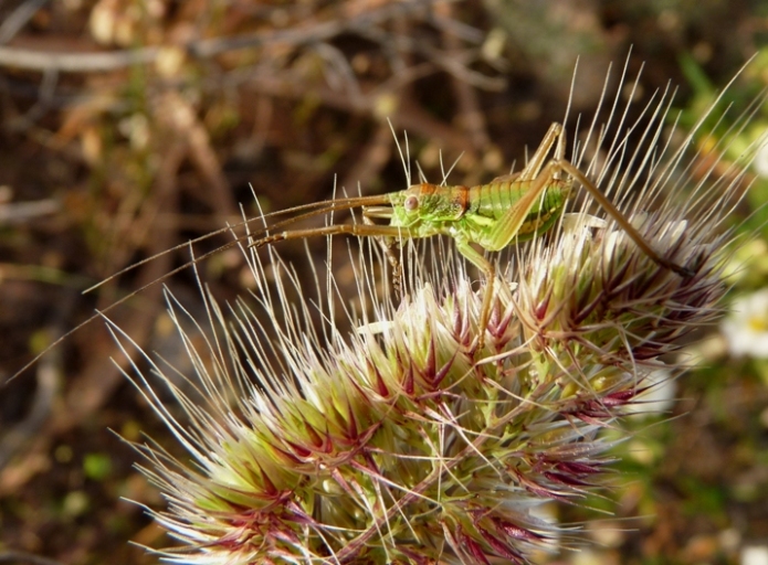 Uromenus (Bolivarius) brevicollis insularis